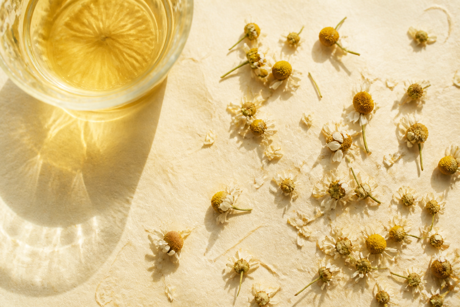 Dried chamomile flowers with a pale golden infusion on handmade paper